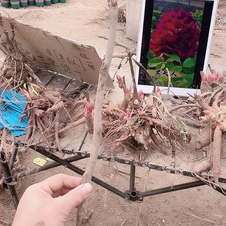 当前无花栽培后可以开花魏紫