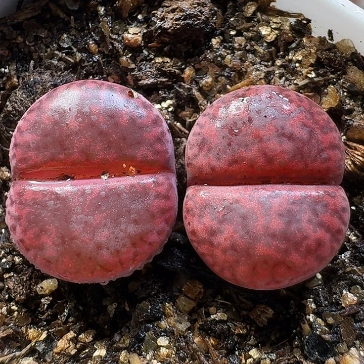 生石花111211。  1公分半。  106