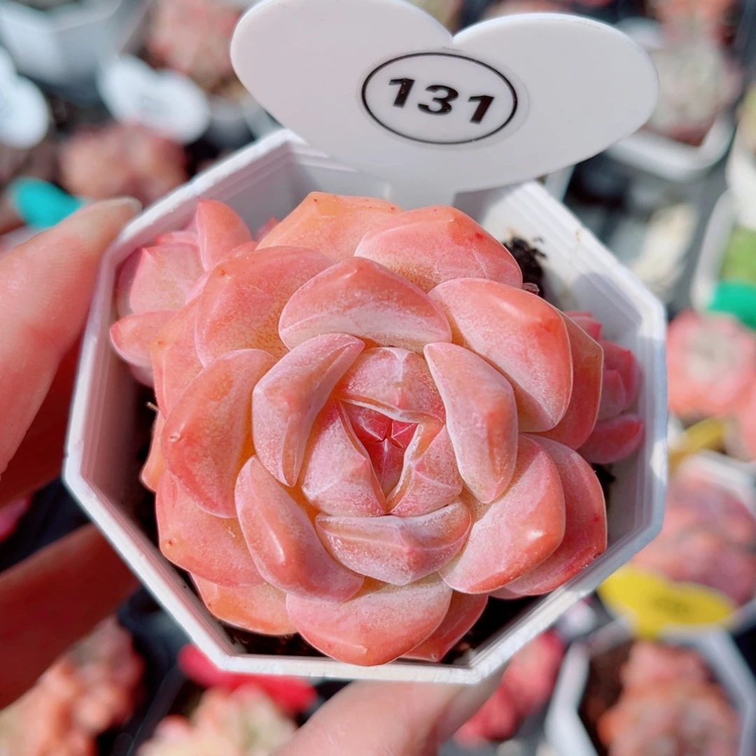 131号小老桩糖心群