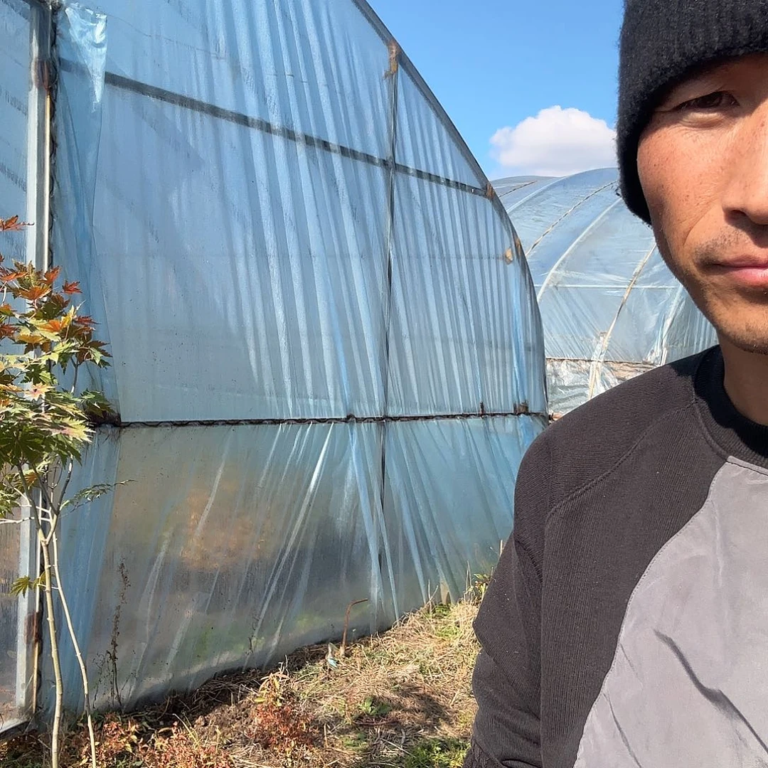 宝****宝 紫花槭树 一棵 498 粗枝