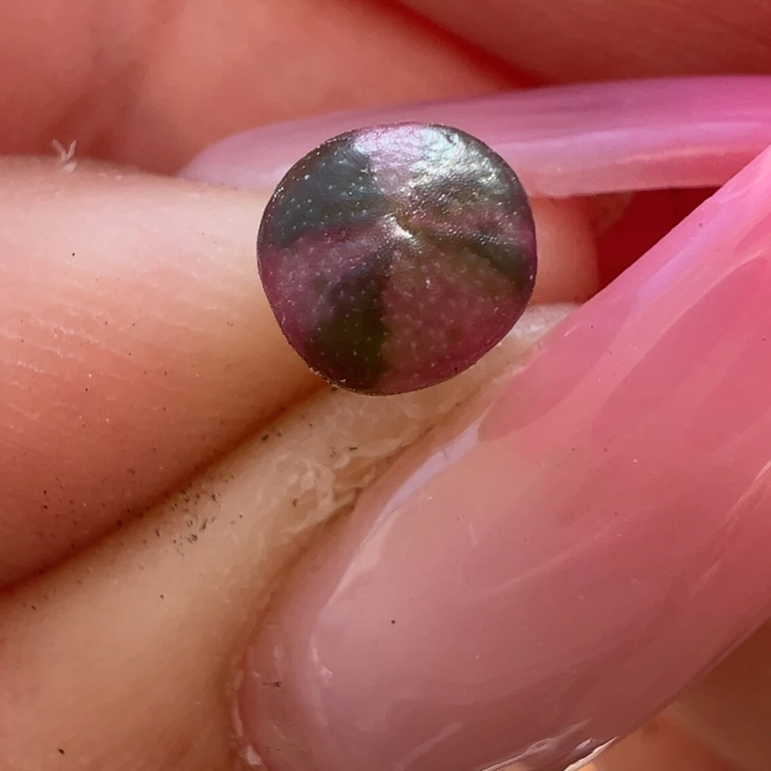 57号送奶杂西瓜锦多肉