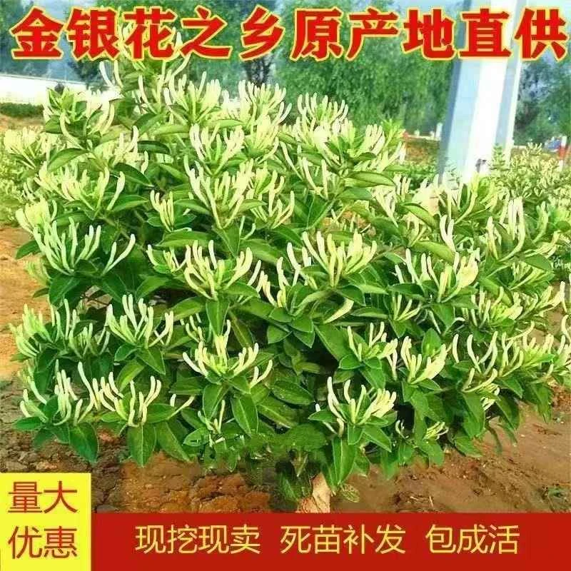 正宗药用可食用金银花树苗地栽盆栽耐寒可吃泡茶净化空气金花茶