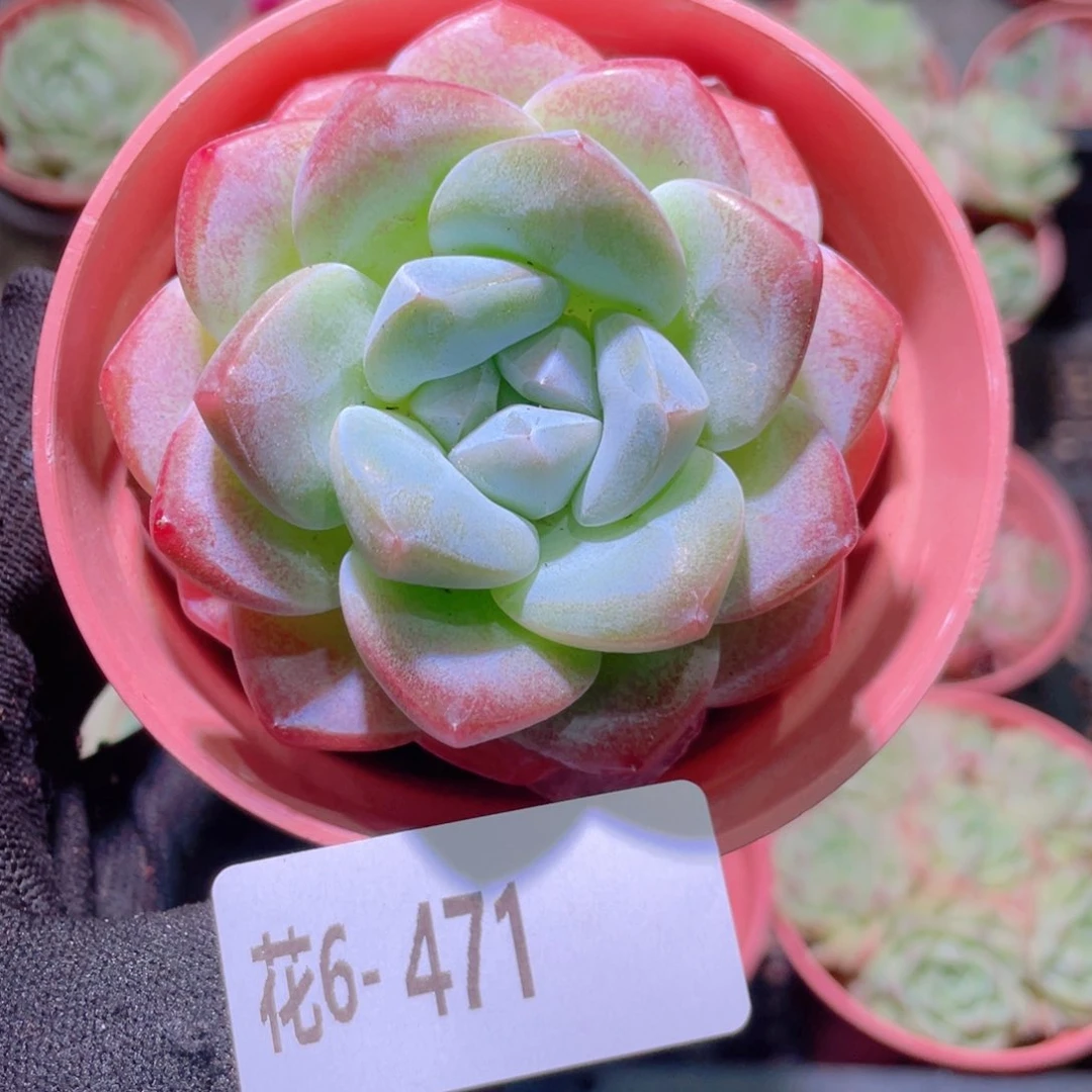 花利美6-471冰玉