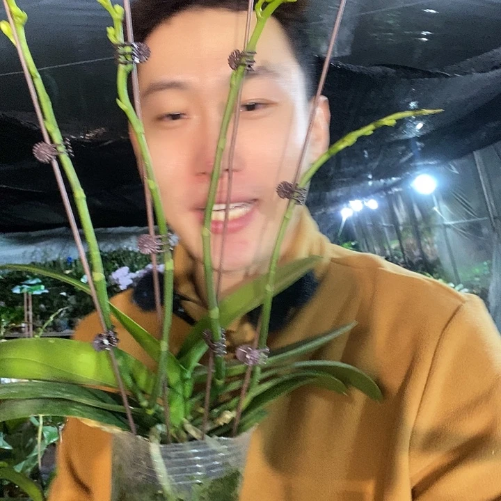 无花朵白天鹅4花剑