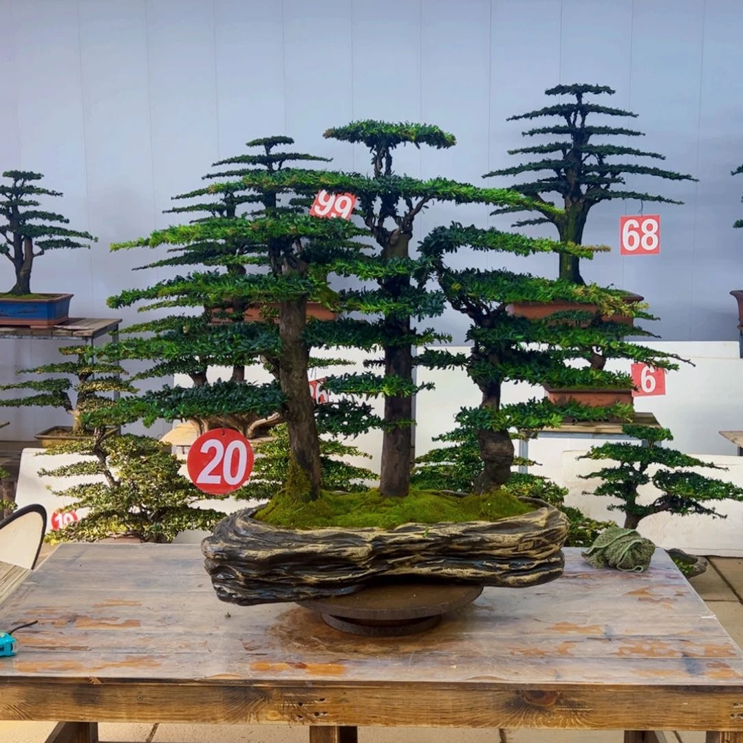 无花朵罗汉松盆景艺术作品