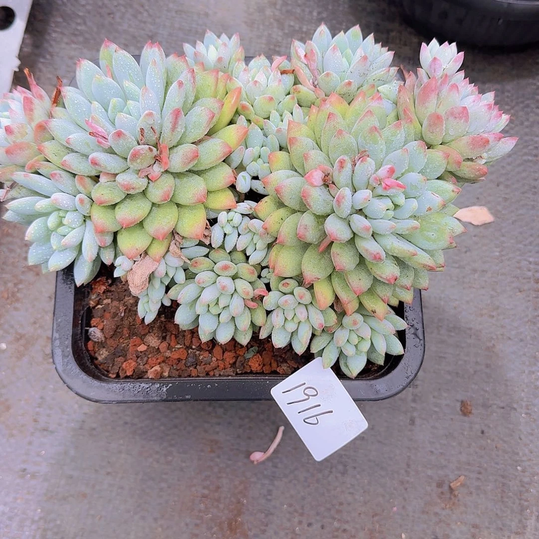 来***张1916明珠美人多肉植物