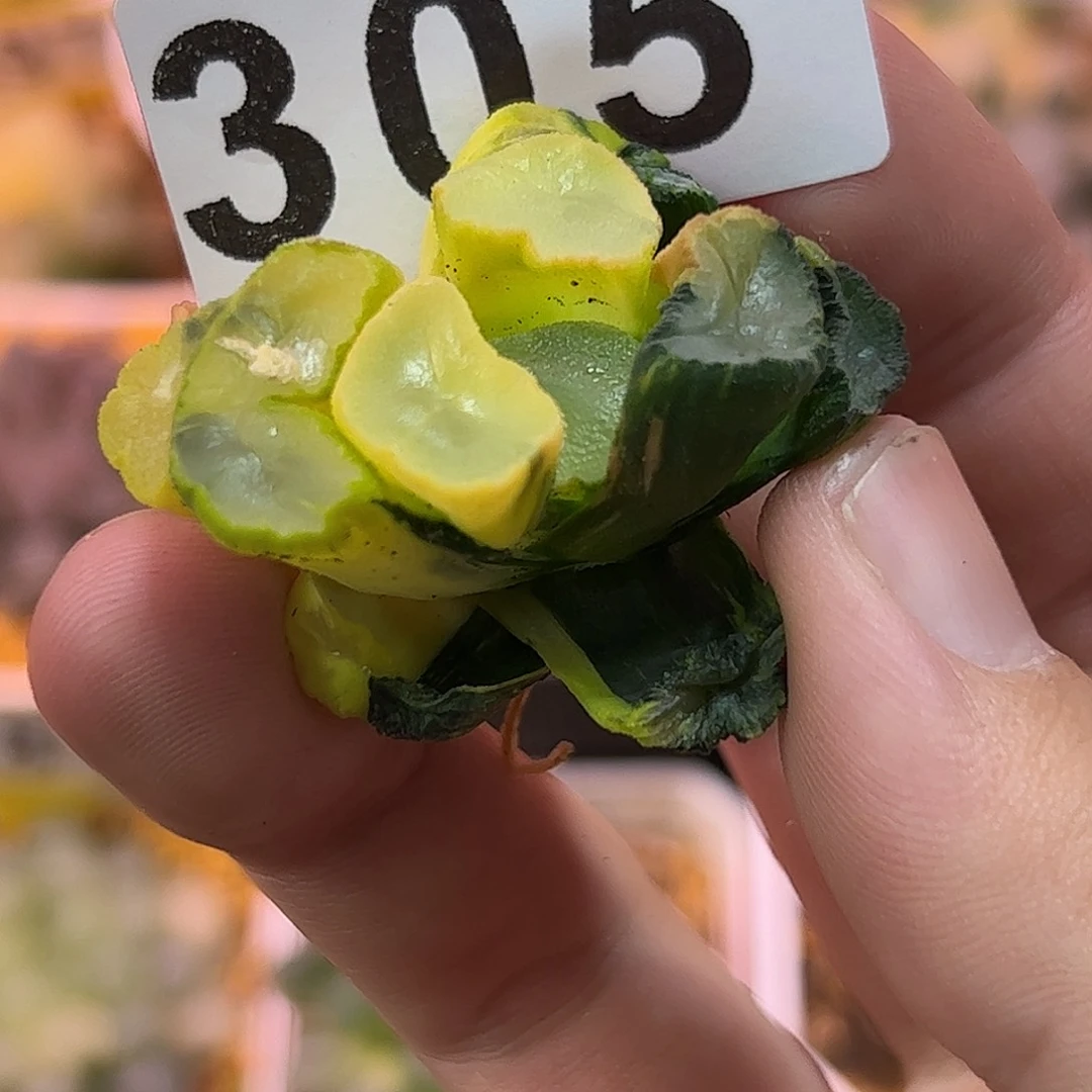 红红火火恍恍惚惚