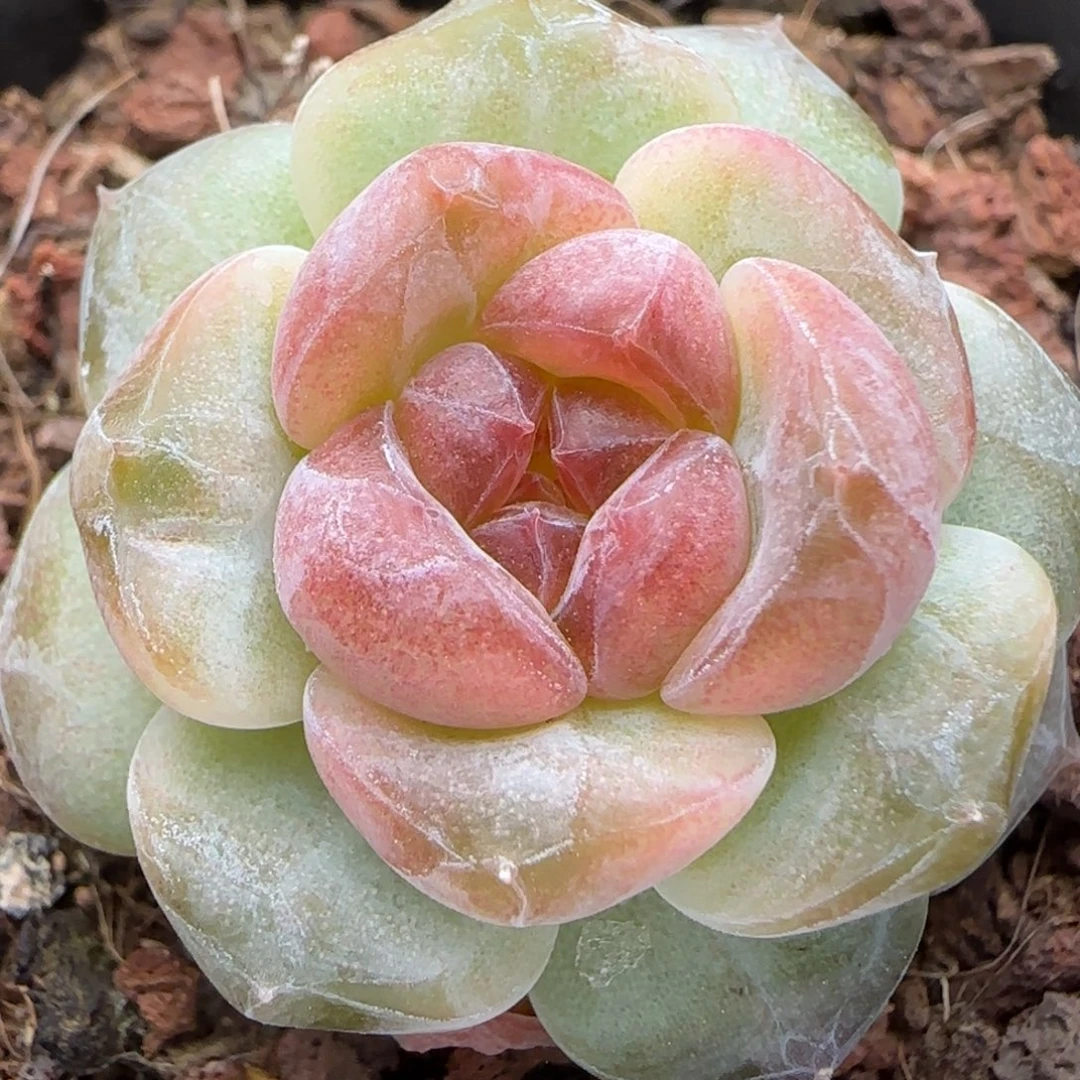 【满29包邮非偏远】609短肥圆