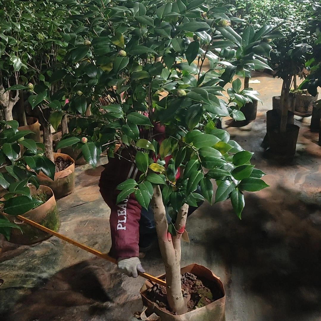 全部花苞志愿者不包邮