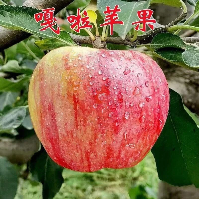 新品种士嘎啦苹果树苗苹果红富士栽地栽嫁接四季南北方种植矮化苗