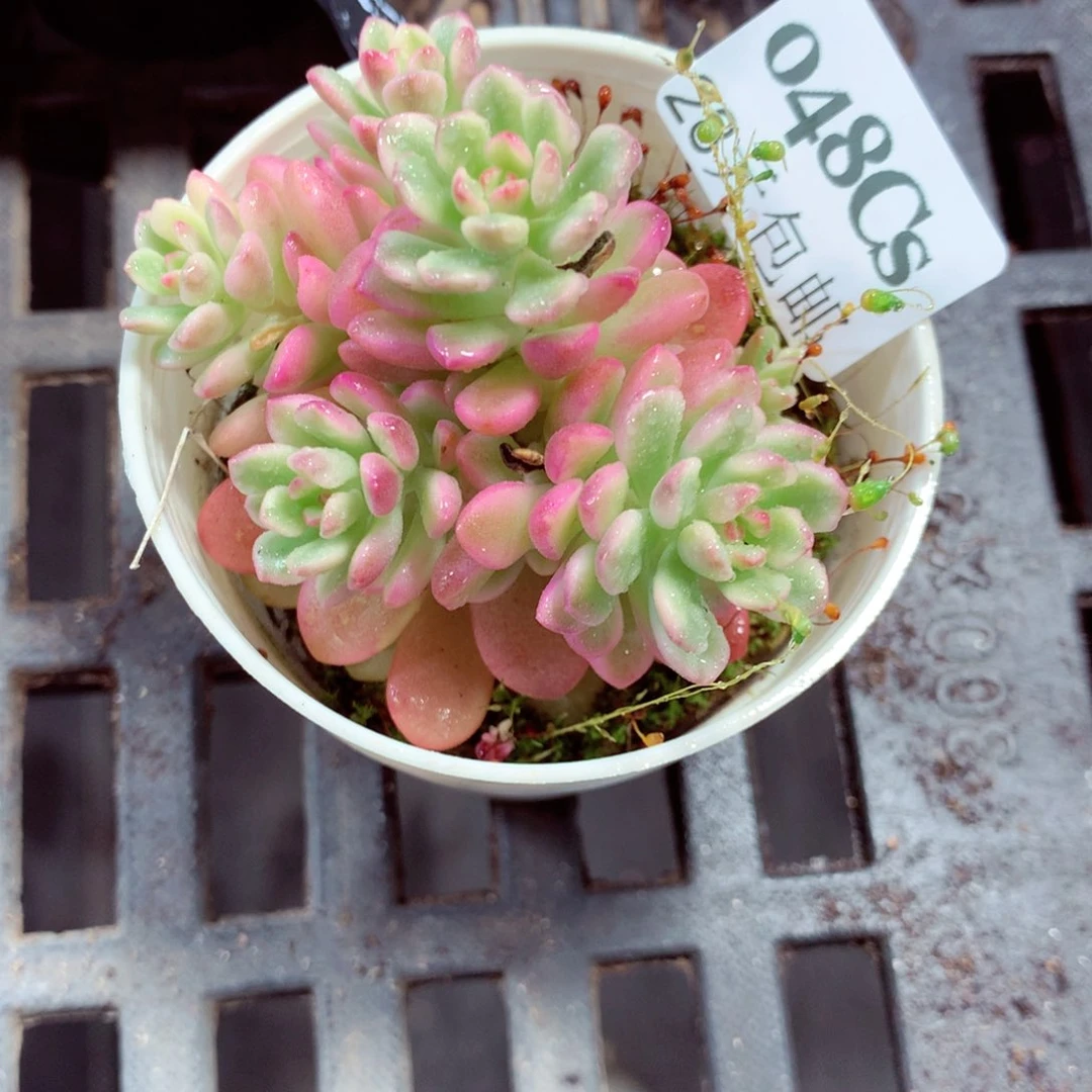 5厘米盆精控多肉048