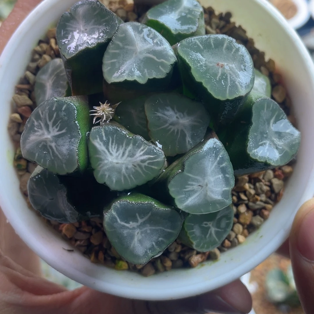 14.十二卷多肉山之翠万象。