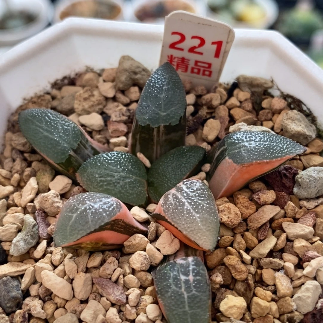 不开花植物221网纹克