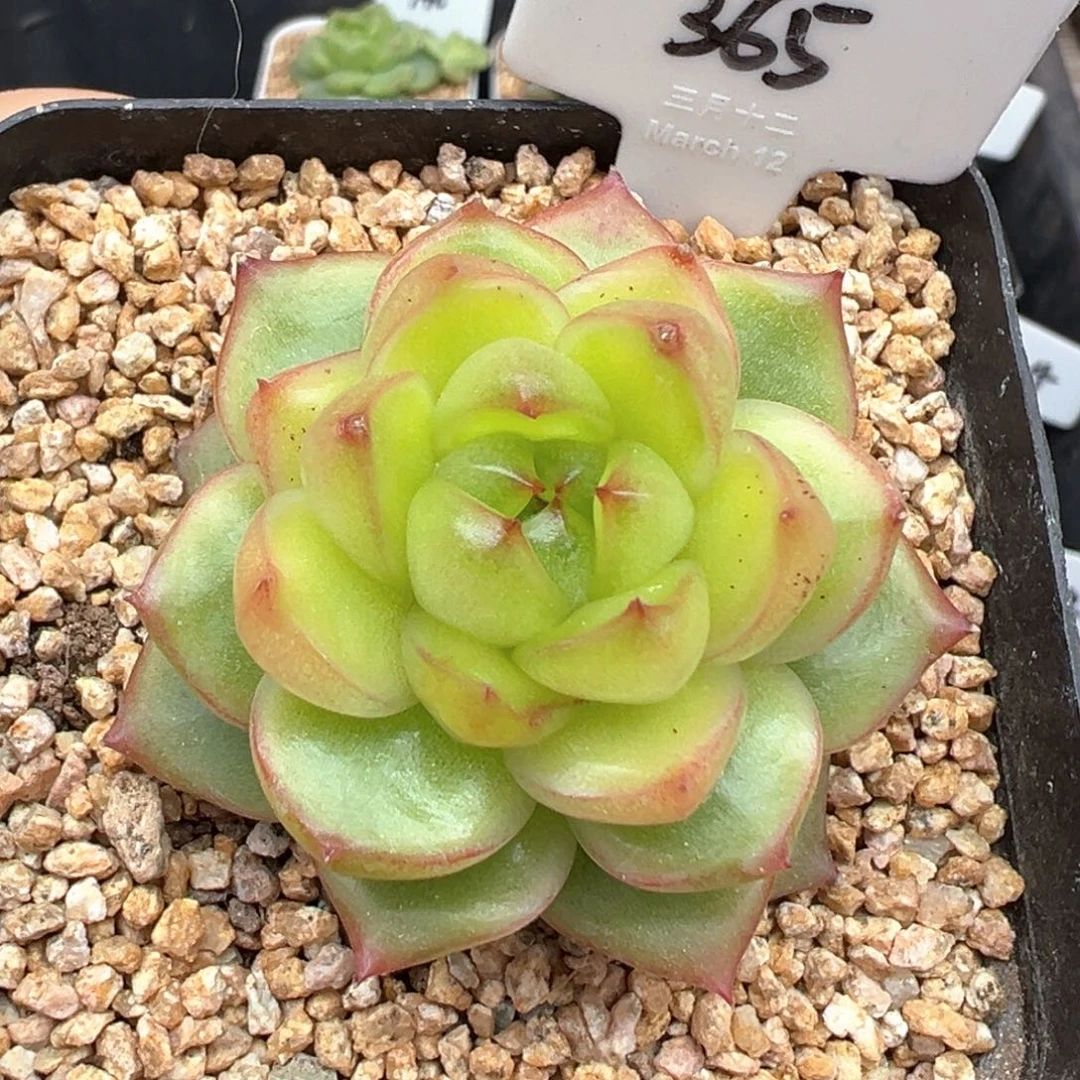 365号空灵珍妮 晗雨多肉