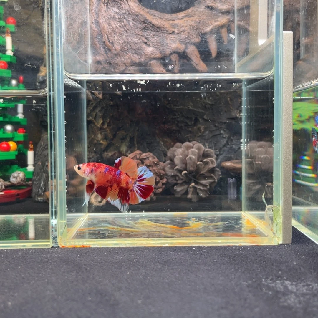 斗鱼十二月二十日竞价