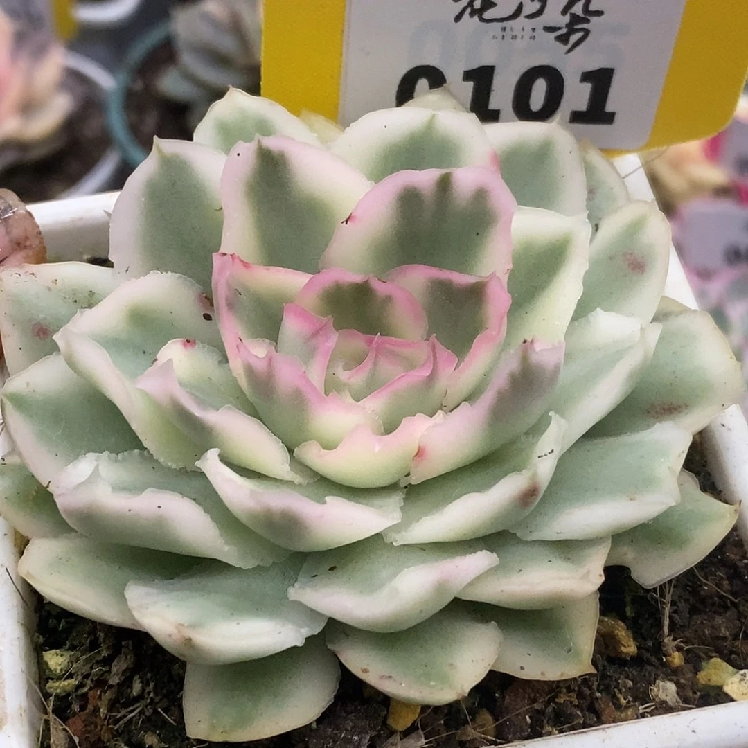 101紫蝴蝶带崽崽哈哈哈哈哈