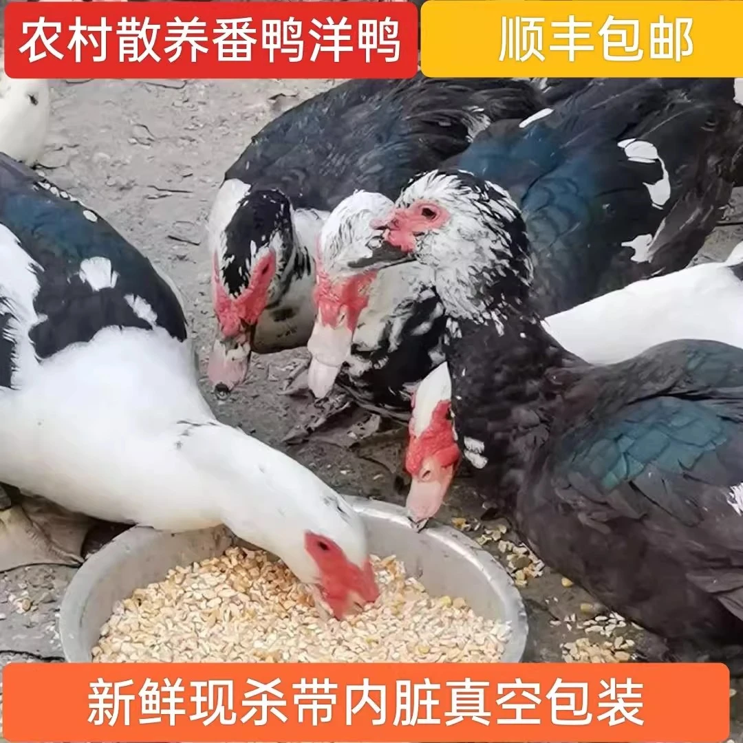 农村散养土番鸭黑湖鸭巴西鸭洋鸭黑羽番鸭新鲜现宰杀顺丰冷链包邮