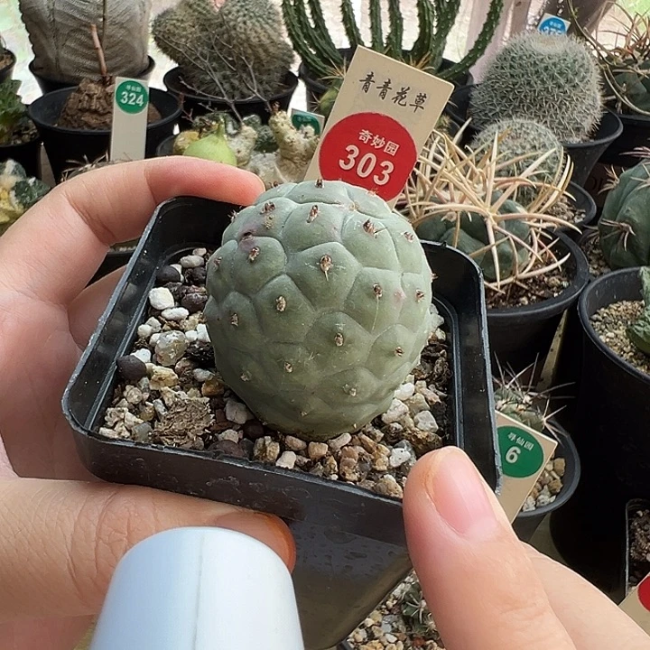 自根习志野3.8cm一棵