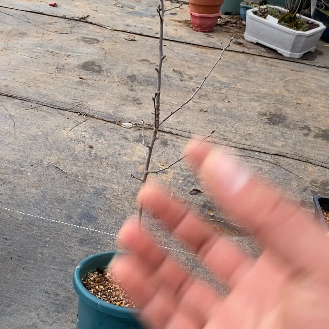 诸暨女儿红老鸦柿原生