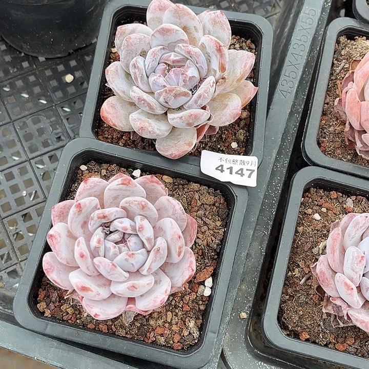 阿雅园艺。 4147