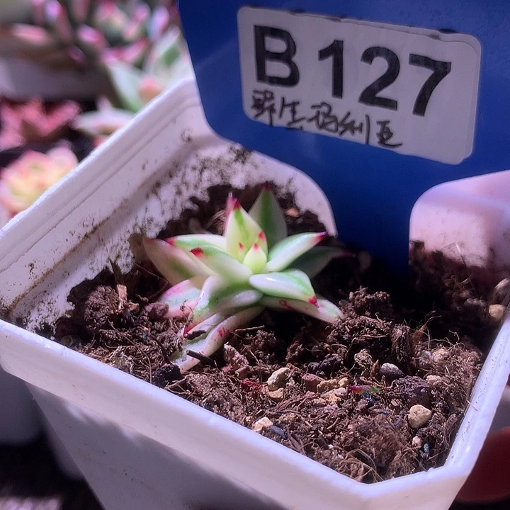 福利野生玛利亚覆轮锦有根