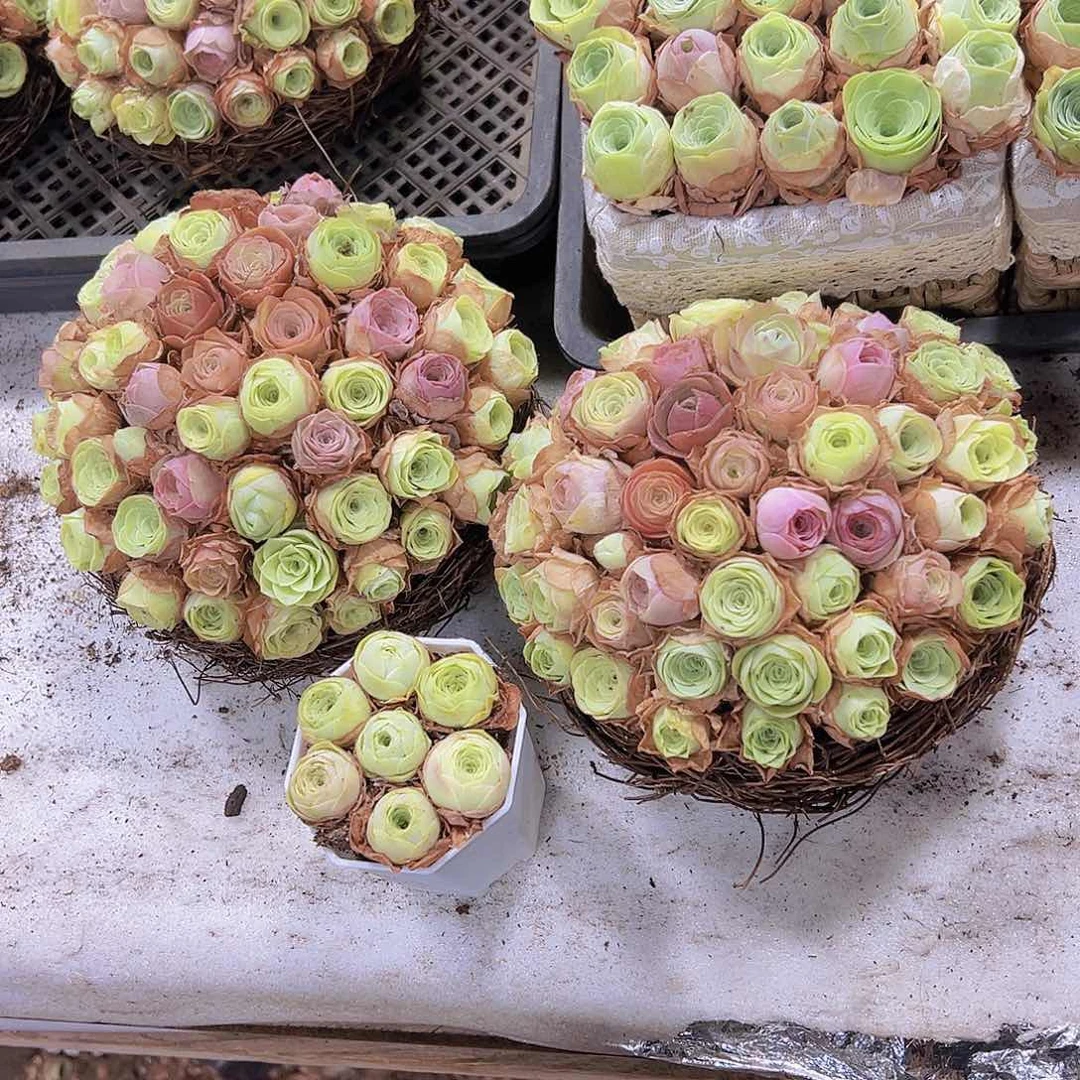 彩巢40颗起坐好发货