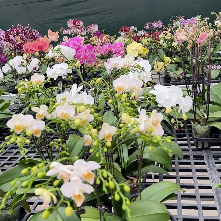 大部分开放少量花苞嫦娥