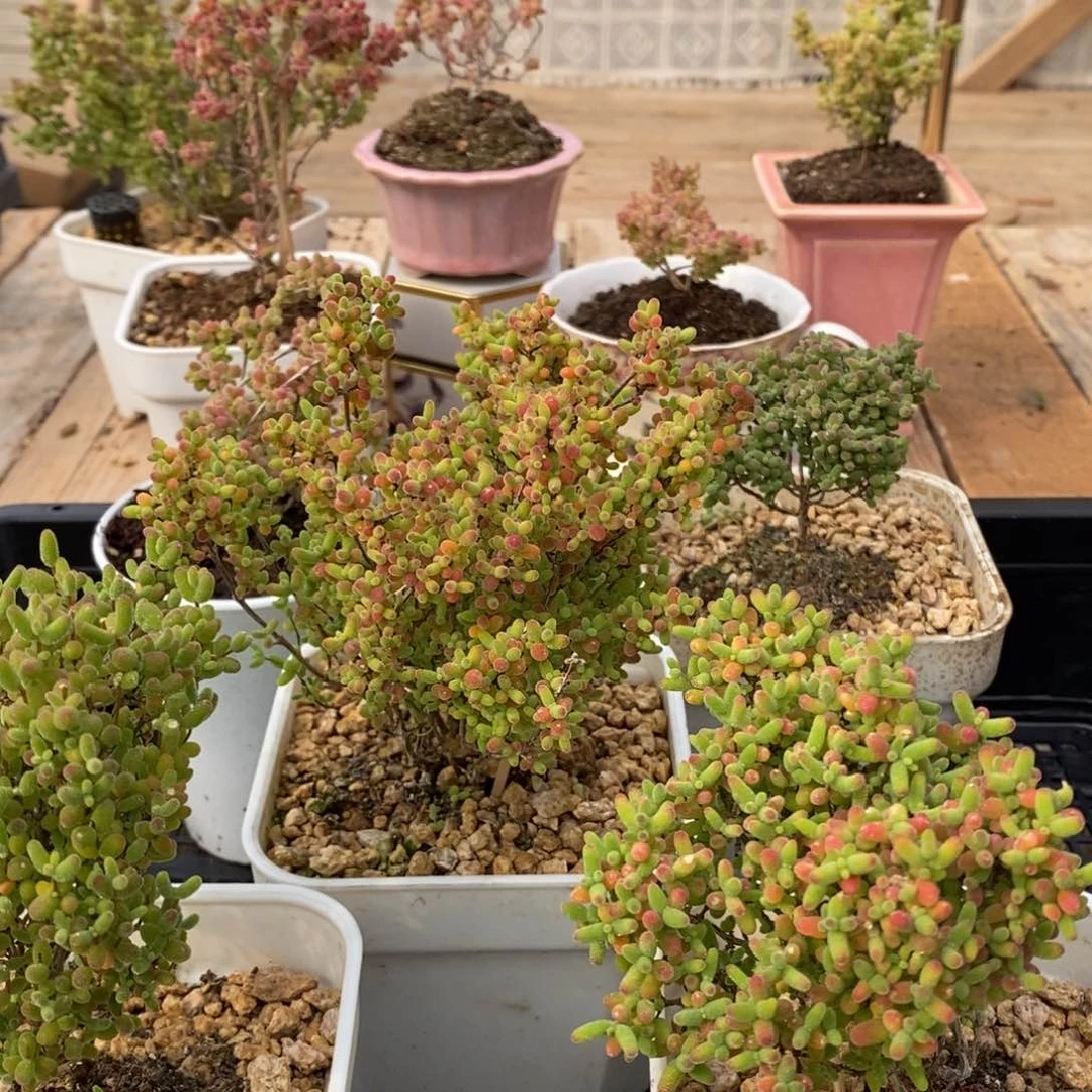 枝干蜜桔糖球来咯471