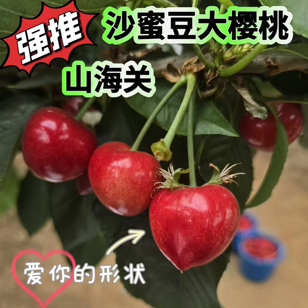 2025新鲜现摘山海关砂蜜豆大樱桃果园直发3斤-5斤2J3J4J顺丰包邮新鲜水果砂蜜豆