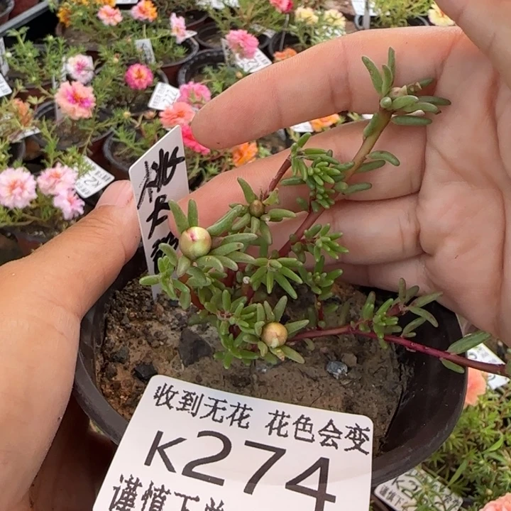 无花朵K274桃太郎超小苗盆口10cm