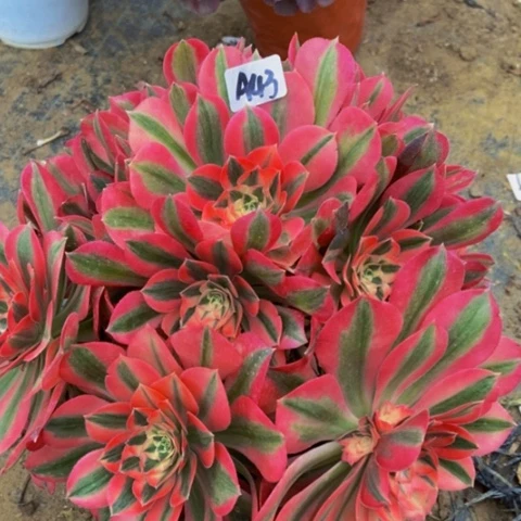 粉女巫多肉43多肉