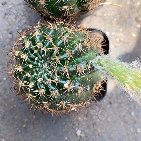 2个10.99丽花仙人球245677