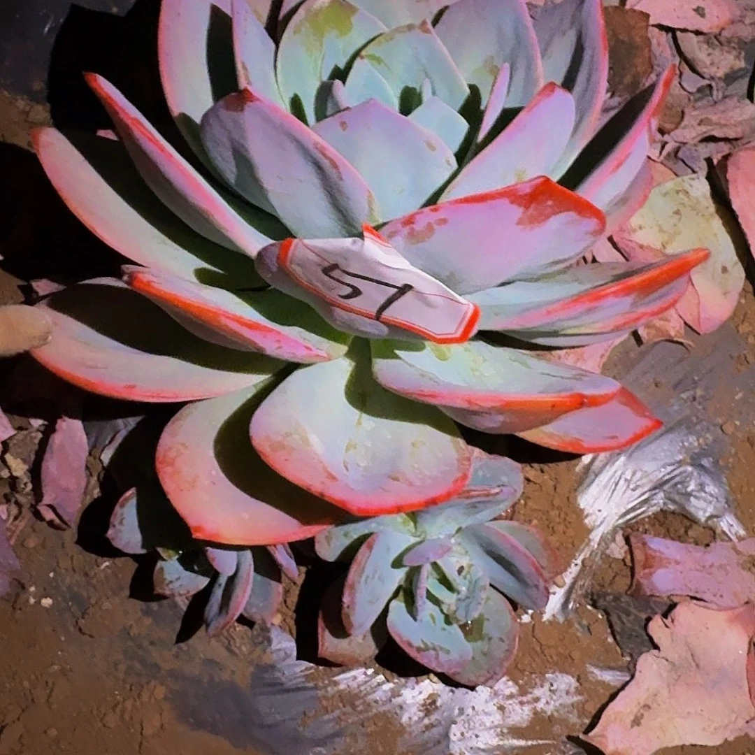 ?****。血凤 一颗 不包损51号