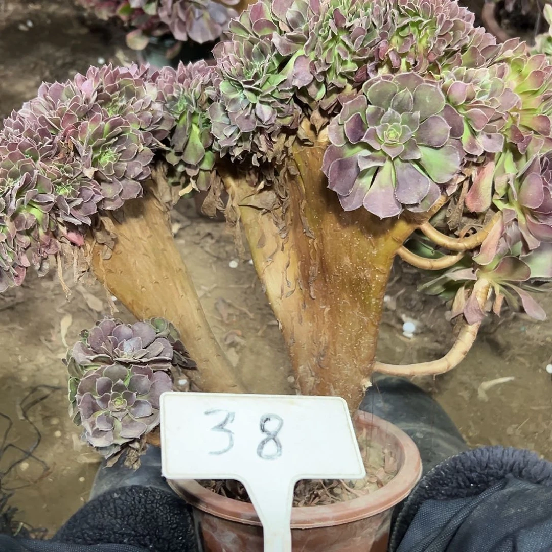 多肉植物玫瑰缀花38