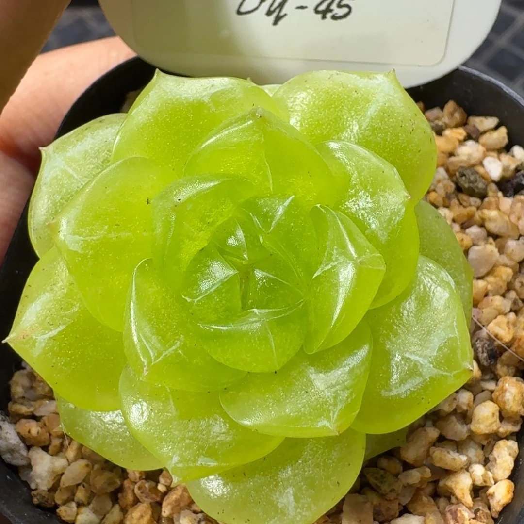 E***y1025-045-3013柠檬