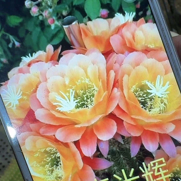 杏光辉侧芽5公分左右毛花柱