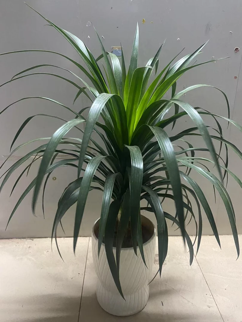 大叶龙血树耐活好养大型绿植室内客厅盆栽花卉植物盆景