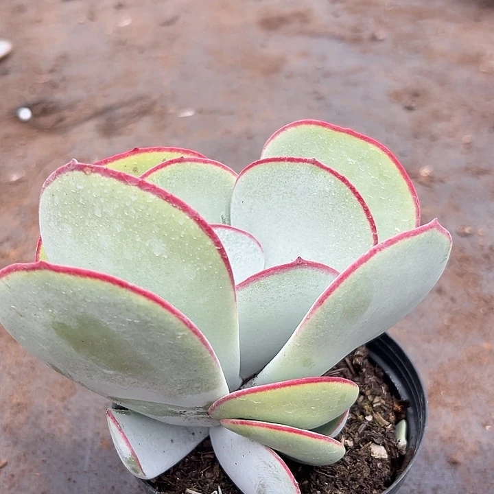 白眉。