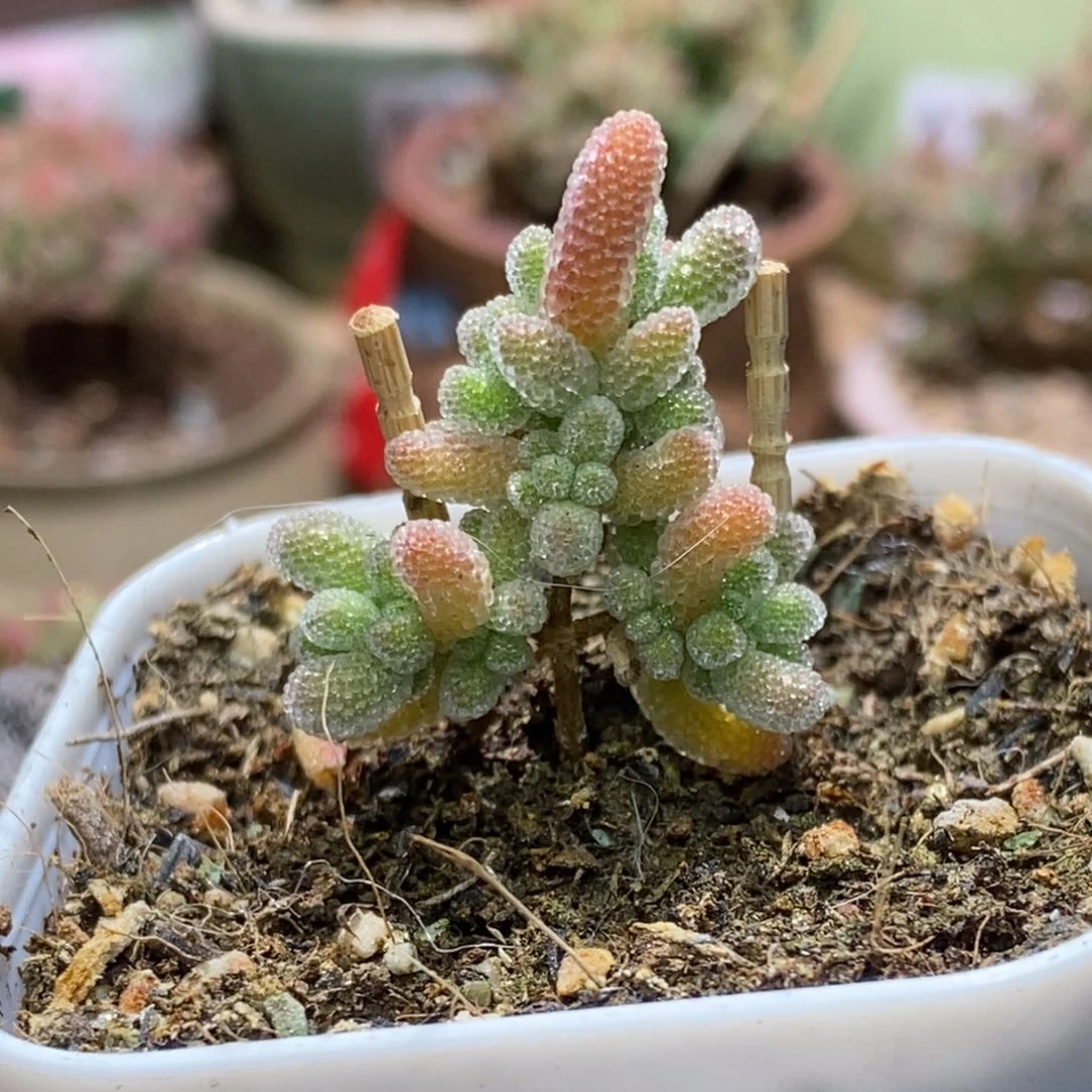 吃**睡福袋A018冰晶杂