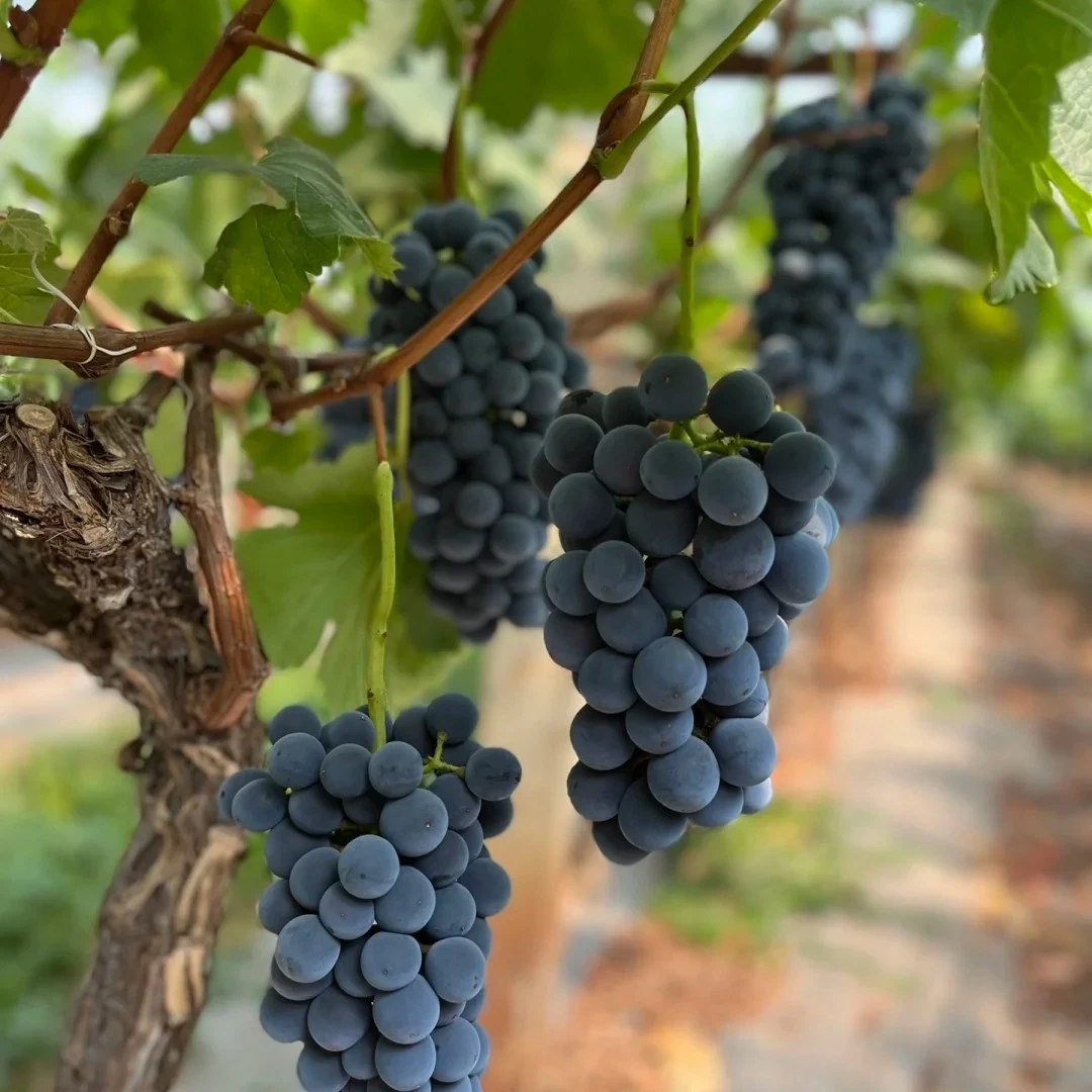 【当日达】现摘清徐玫瑰香葡萄，又大又甜纯甜无酸，玫瑰味浓郁葡萄同城送山西省