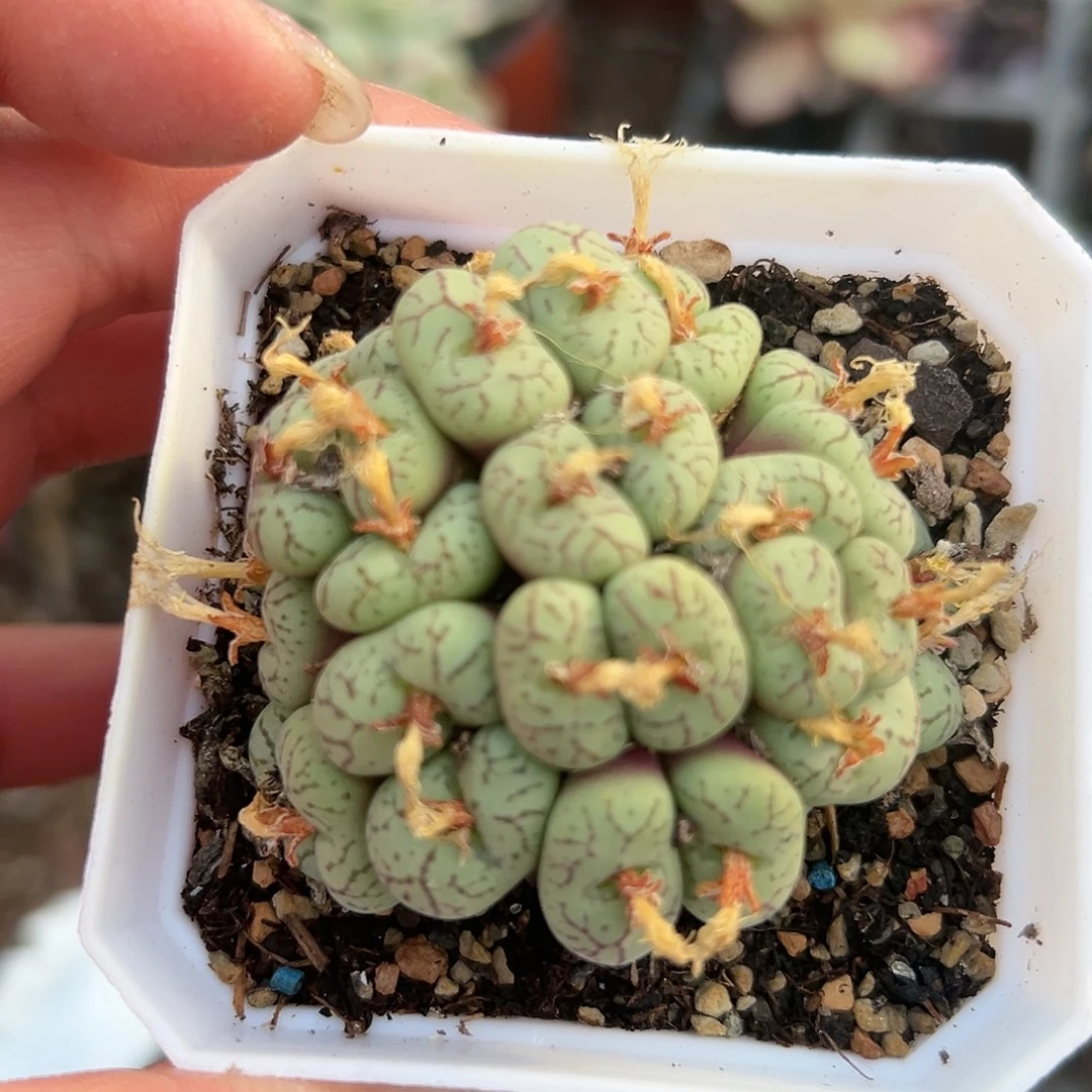 多肉植物安贞群生