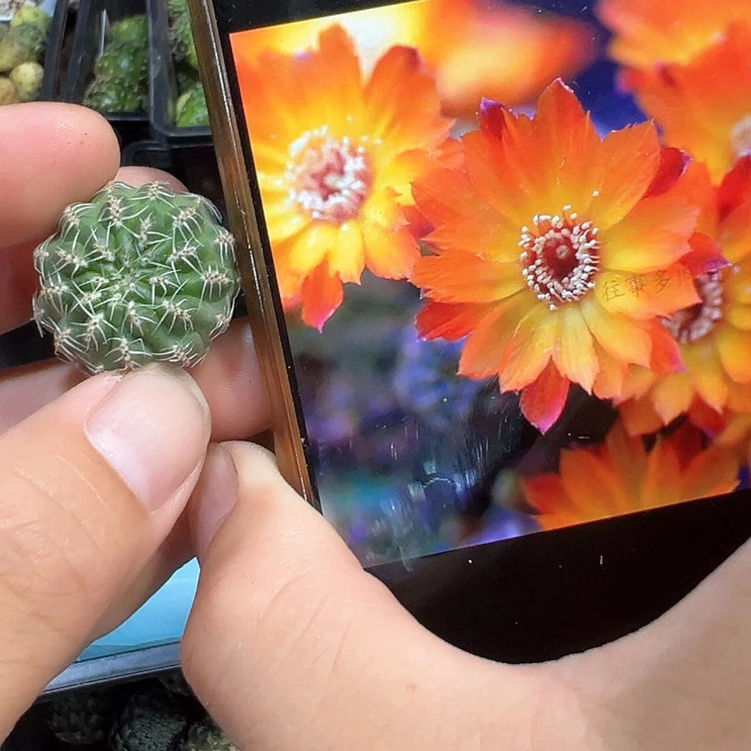 198-07沟宝山仙人球侧芽一颗