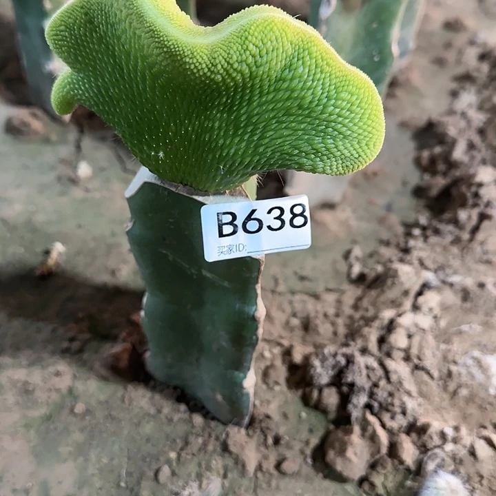 明*嫁接青蛇缀化638