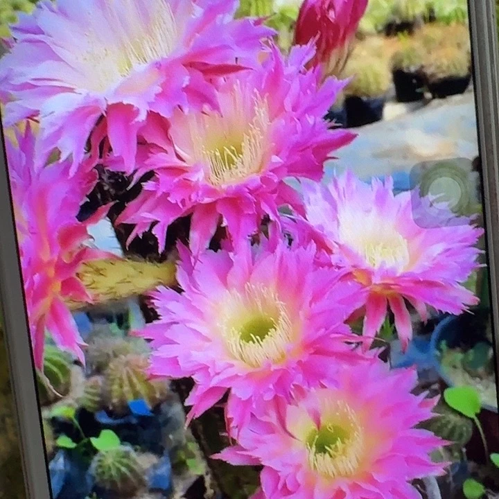 紫薇星侧芽5公分毛花柱