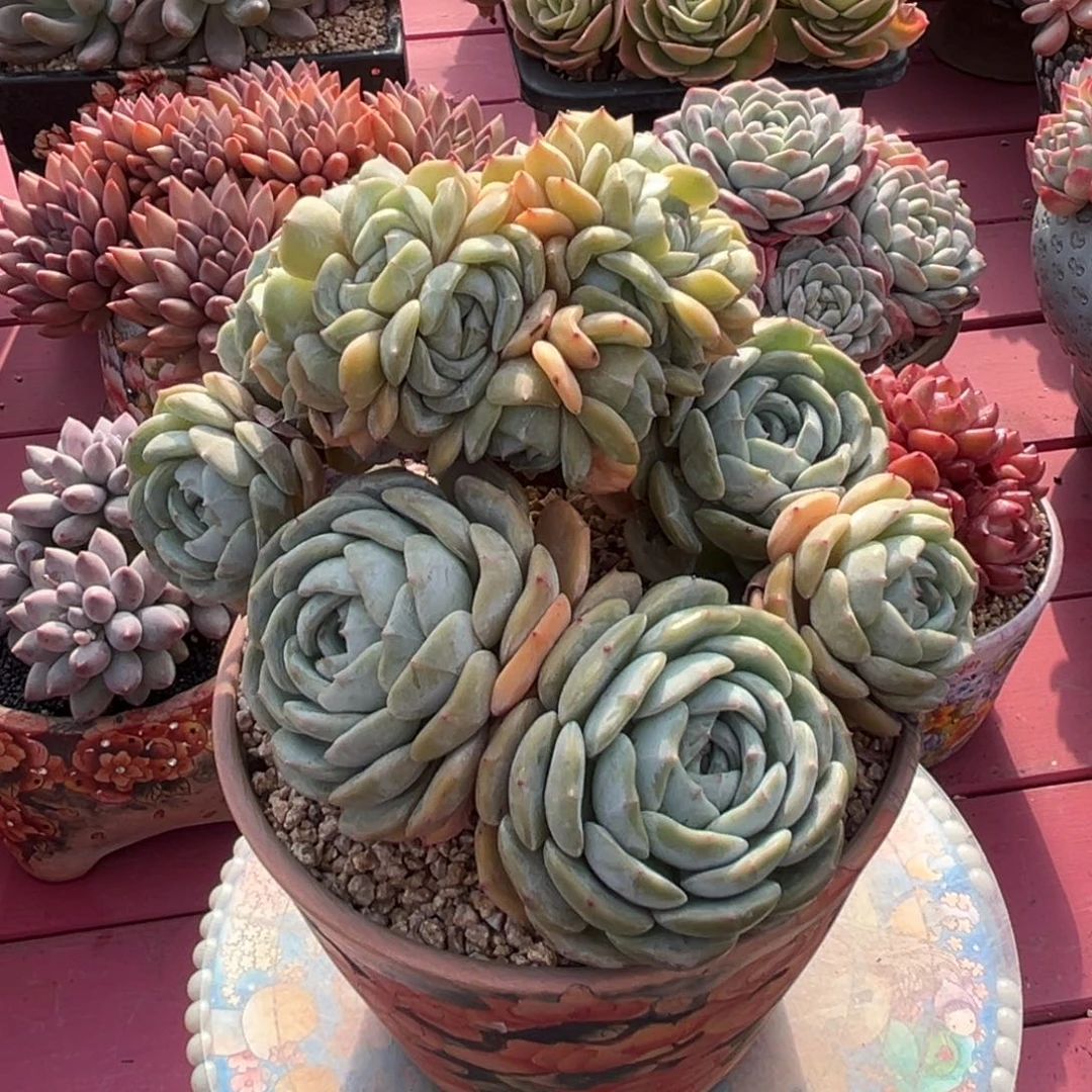 劳林树缀一物一拍