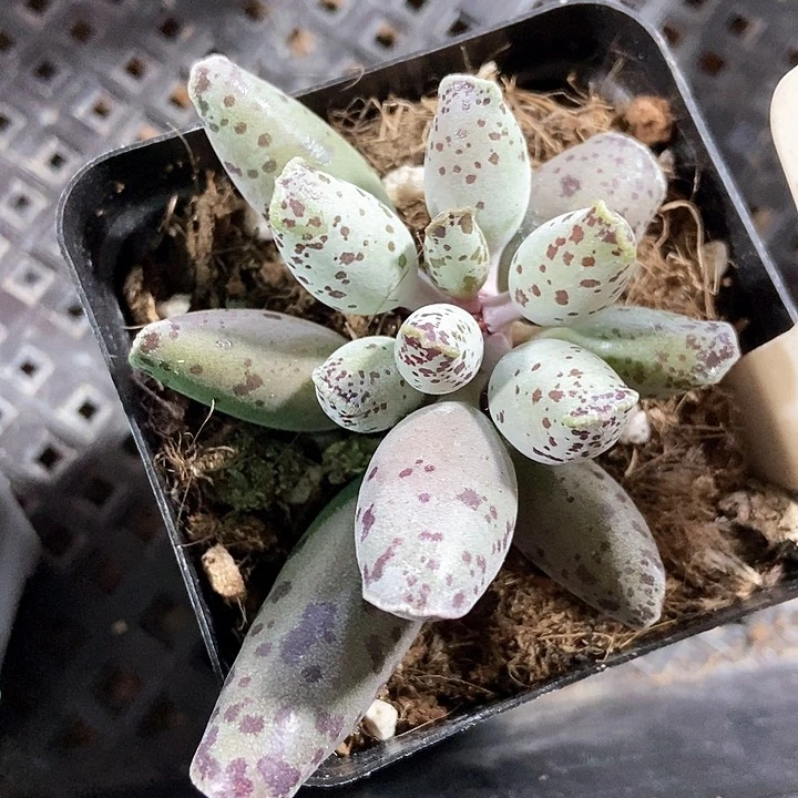 多肉植物海报1051