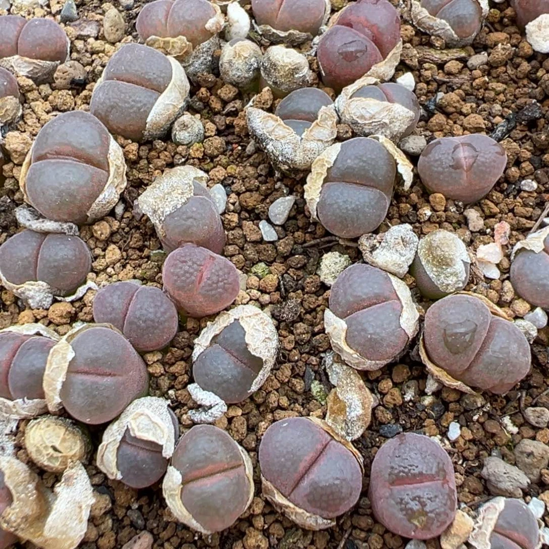 量拍白花c10风铃一颗