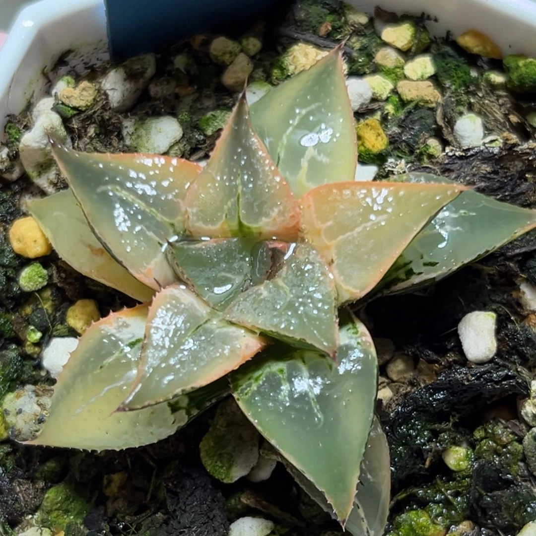 恭喜发财大吉大利0392