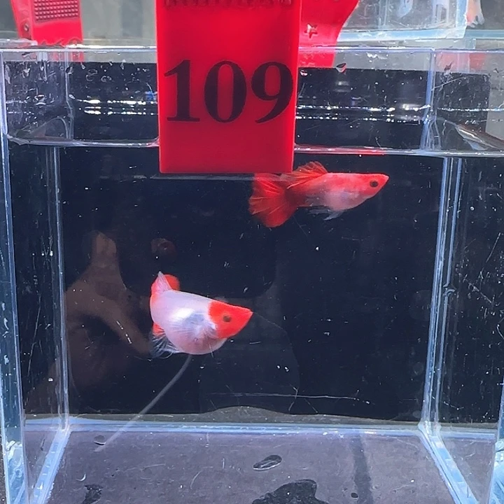 孔雀鱼109号，2条鱼