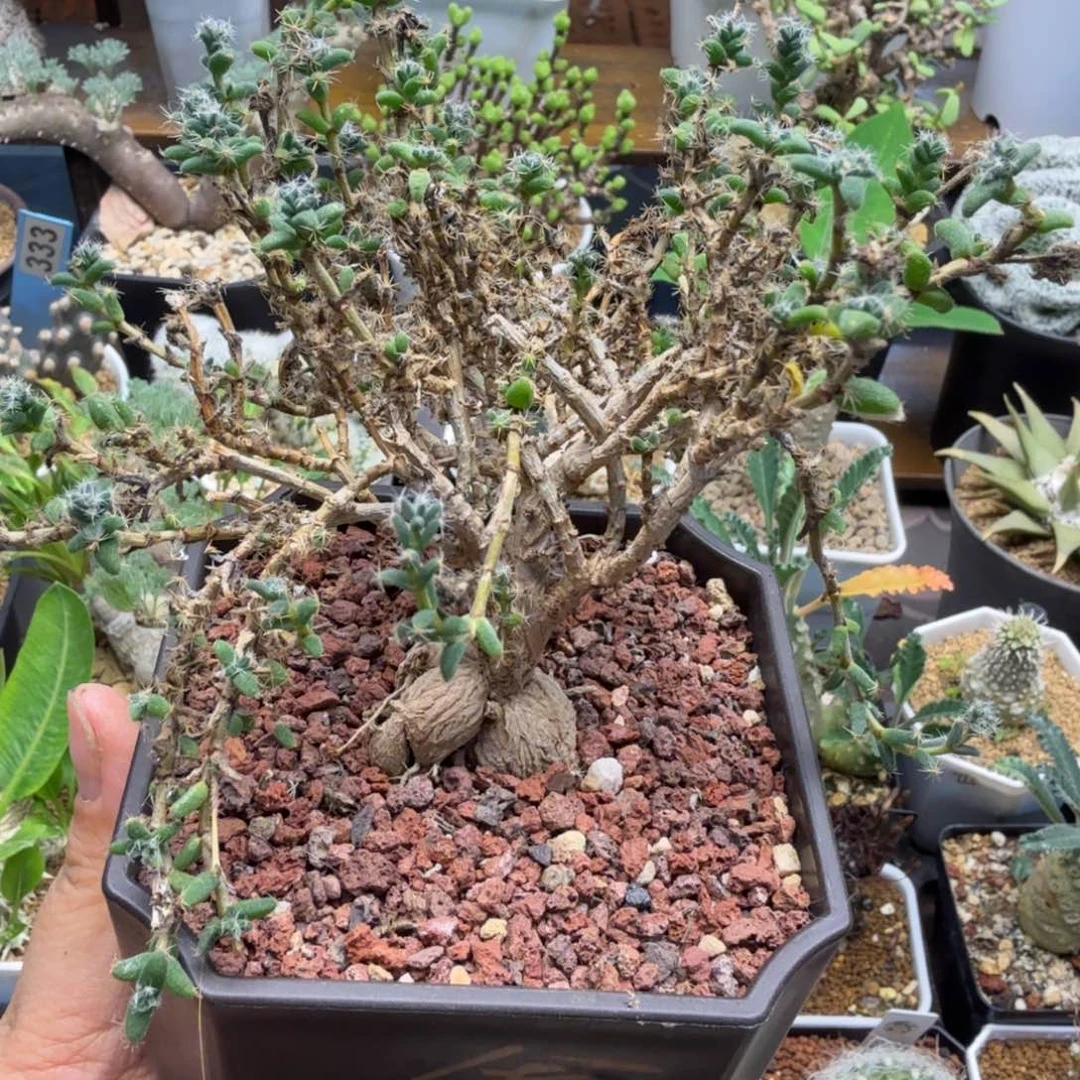 姬红小松556仙人掌